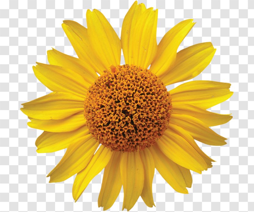 Burpee Mammoth Russian Sunflower Seeds 200 CBT Services Piano Podcast Illustration - Daisy Family - Yellow Flowers Transparent PNG