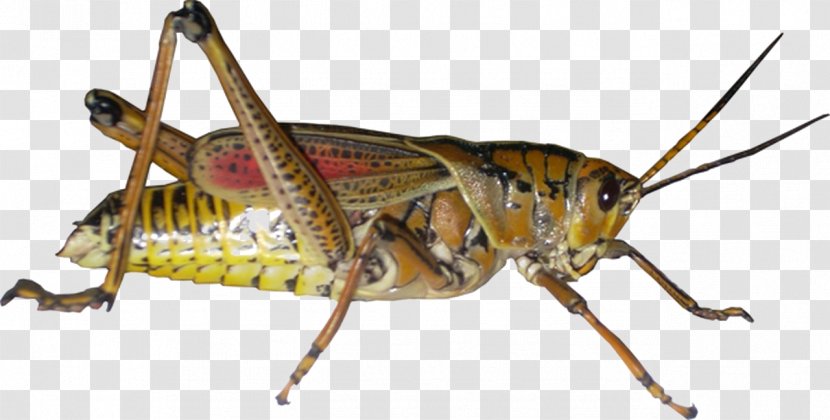 Grasshoppers And Crickets Insect Image - Locust - Grasshopper Transparent PNG