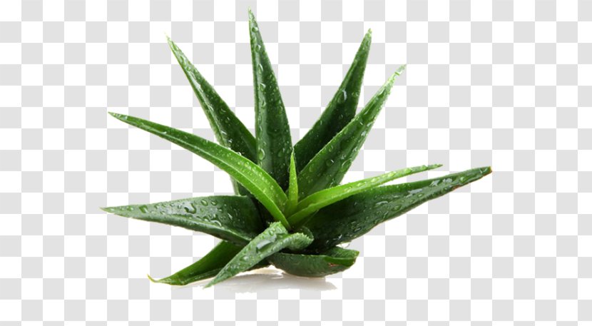 Aloe Vera Asphodelaceae Medicinal Plants Gel - Sunburn Transparent PNG