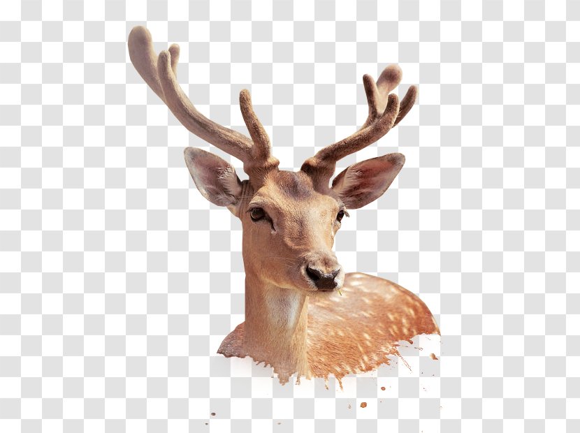 Deer Illustration - Pxe8re Davids Transparent PNG