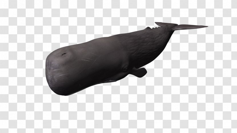 Fauna Snout - Seals - Whale Transparent PNG
