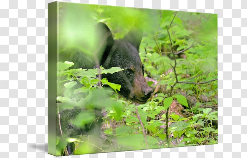 Fauna Wildlife Rainforest Snout - Bear - Waldo Transparent PNG
