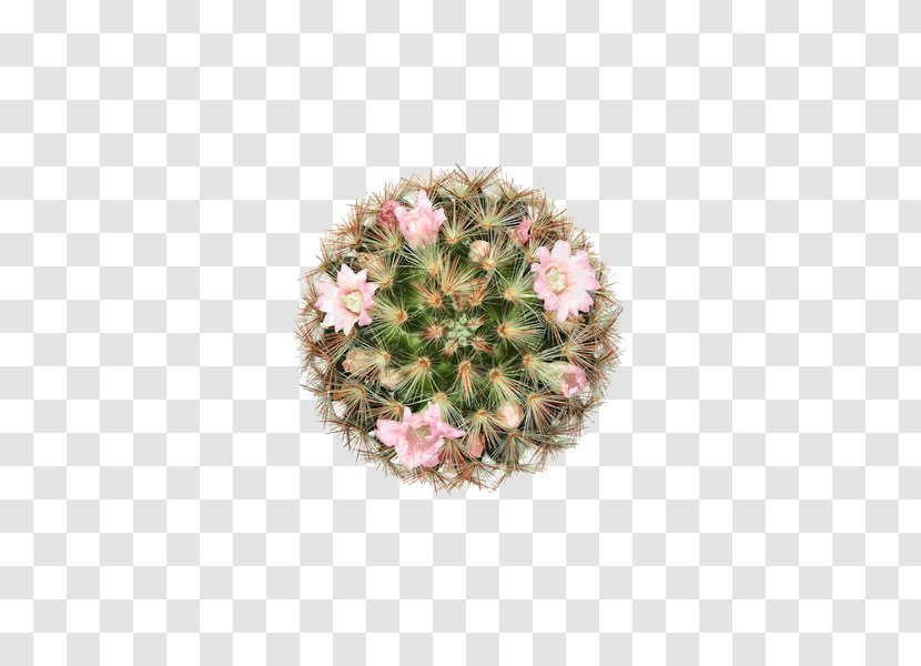Barbary Fig Cactaceae Plant Flower - Pink - Prickly Pear Transparent PNG