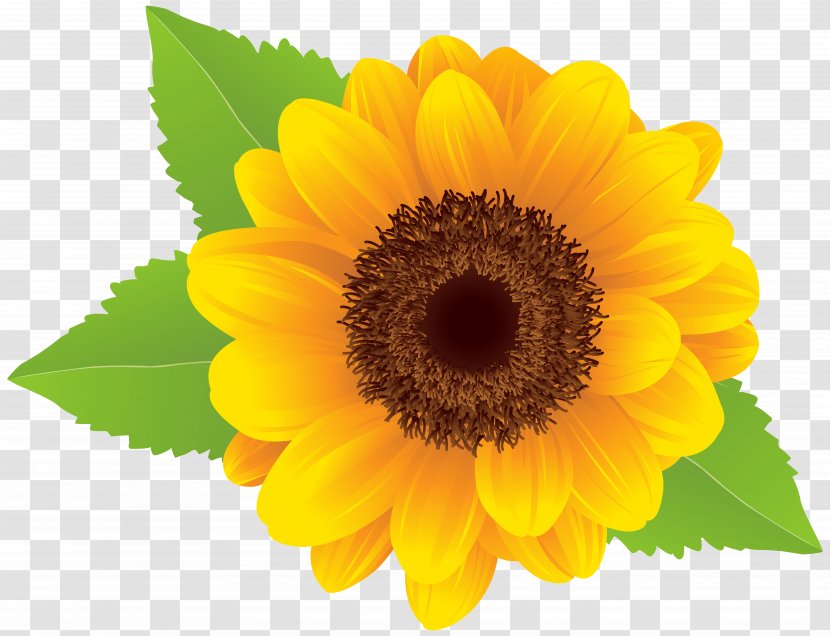Download Common Sunflower Clip Art - Yellow - Image Transparent PNG