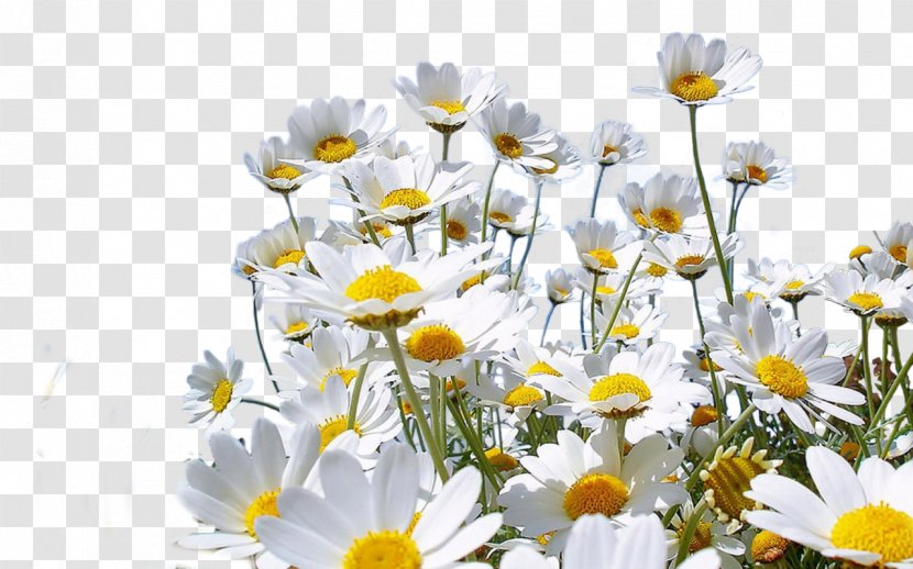 Common Daisy Chamomile - Oxeye - Camomile Transparent PNG