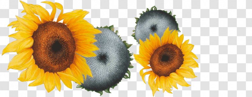 Common Sunflower Association Kokopelli Production De Semences Pollination History - Asteraceae Transparent PNG