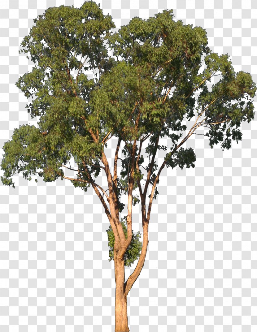 Eucalyptus Camaldulensis Tree Shrub Clip Art - Polyvore Transparent PNG