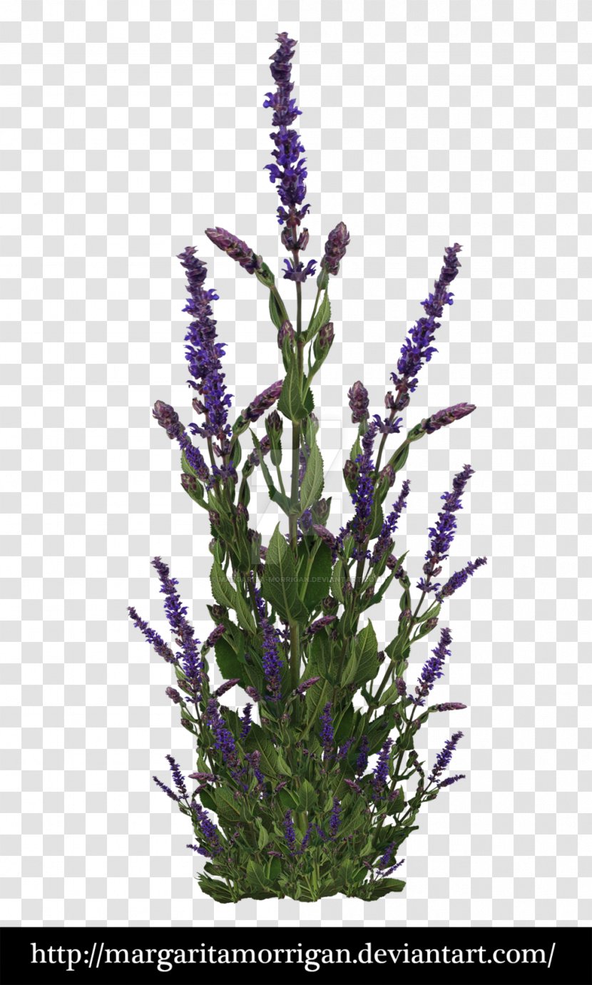 Lavandula Dentata Plant Purple Shrub - Deviantart Transparent PNG