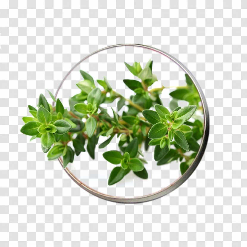 Garden Thyme Herb Seed Vegetable Transparent PNG