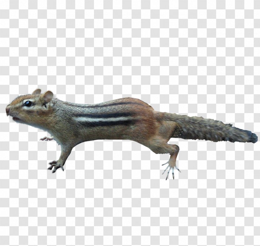 Squirrels And Chipmunks Rodent Image - Terrestrial Animal - Squirrel Transparent PNG