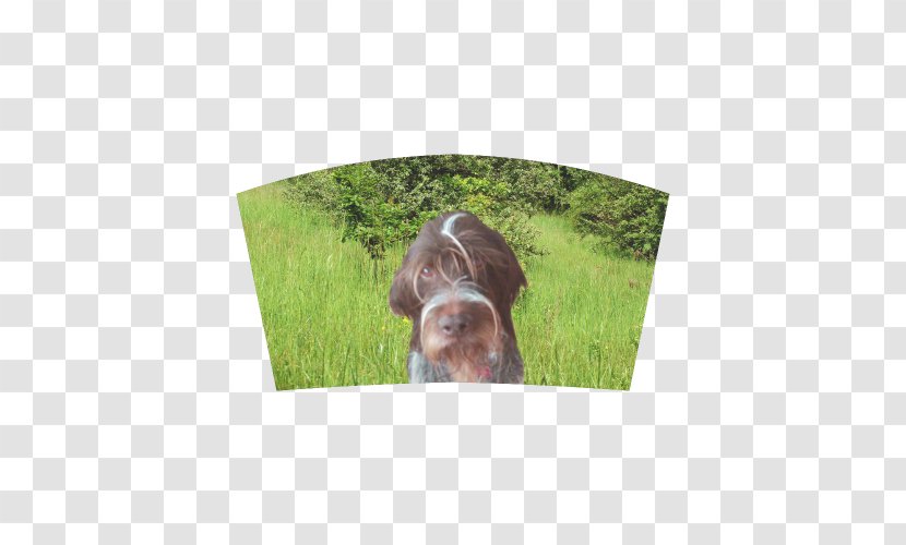 Dog Breed Wirehaired Pointing Griffon German Pointer Sporting Group - DOG Transparent PNG
