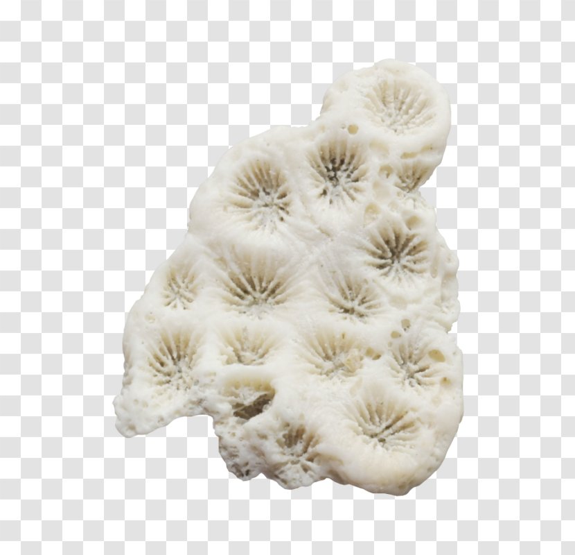 Beige Flower - Wool Transparent PNG