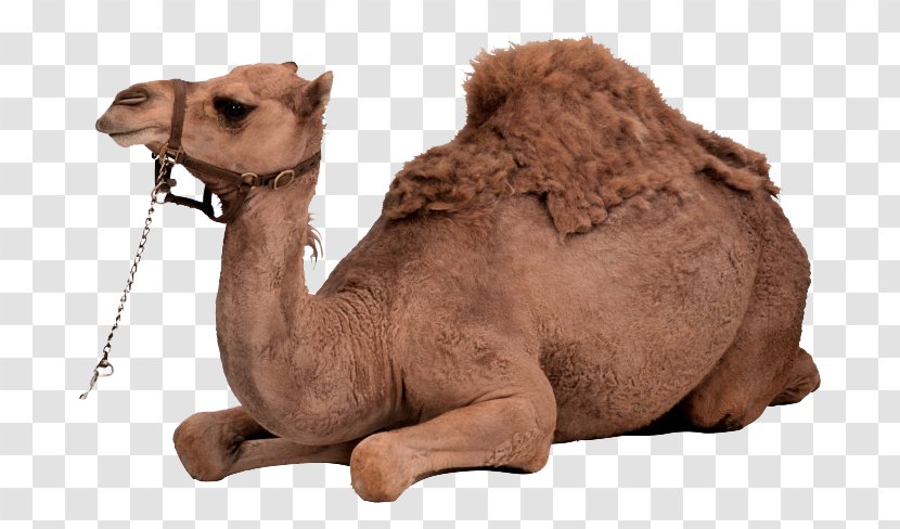 Dromedary Bactrian Camel Clip Art - Tummy Transparent PNG