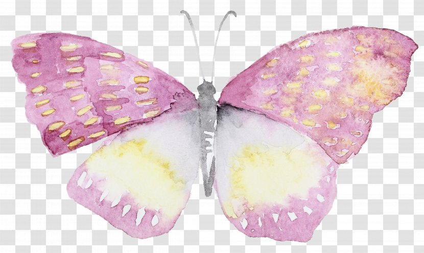 Butterfly Watercolor Painting Watercolour Flowers Transparent PNG