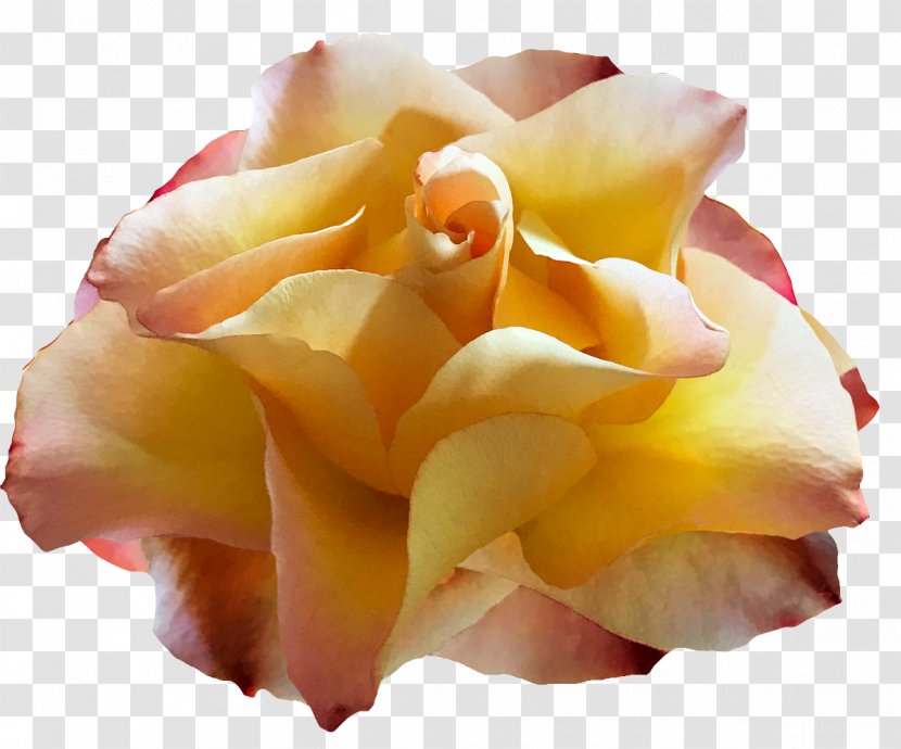 Garden Roses Floribunda Cut Flowers Petal - Closeup - See You Soon Transparent PNG