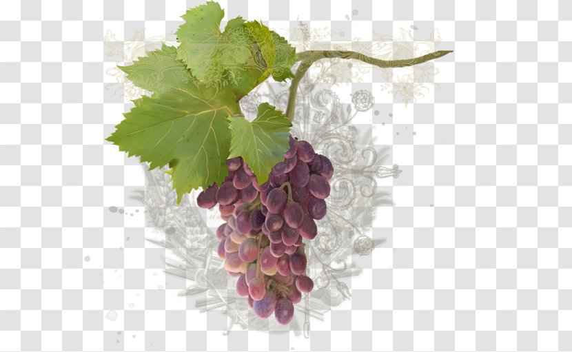 Common Grape Vine Zante Currant Seedless Fruit Seed Extract Transparent PNG