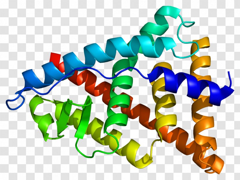 Estrogen Receptor Beta Alpha Nuclear - Isoflavones Transparent PNG