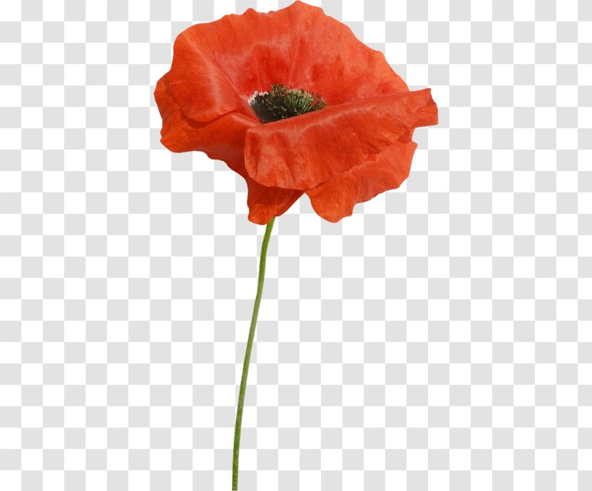 Poppy Cut Flowers Clip Art - мак Transparent PNG