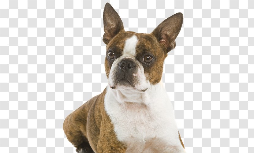 Boston Terrier Olde English Bulldogge Soft-coated Wheaten Dog Breed - Toy Bulldog - Cat Transparent PNG