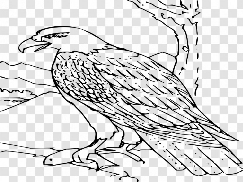 Drawing Bald Eagle Clip Art - Artwork Transparent PNG