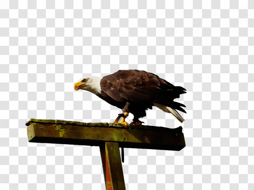 Bald Eagle Hawk Beak Eagle Hair Loss Transparent PNG