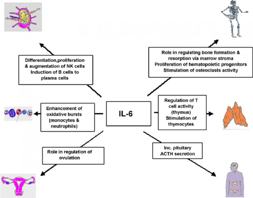 Bias Interleukin 6 Physiology Clip Art - Parallel - Cliparts Transparent PNG