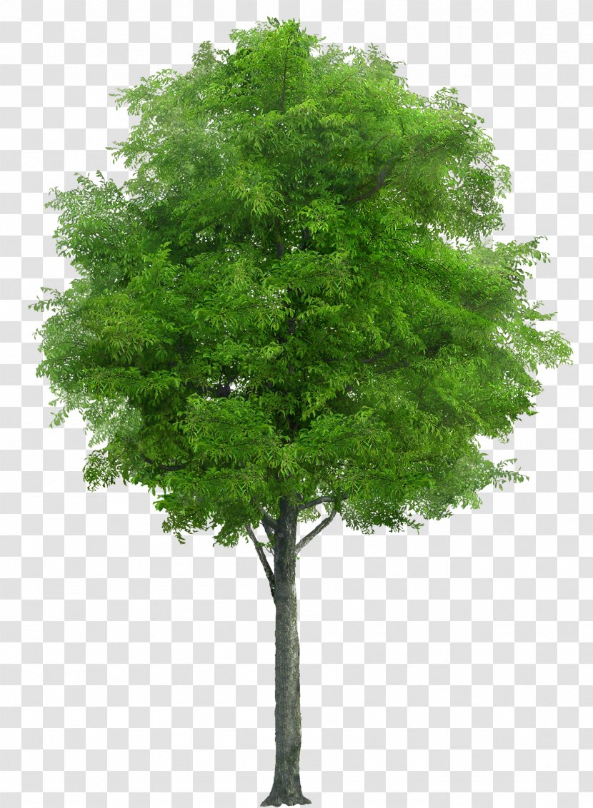 Populus Nigra Tree - Watercolor Transparent PNG