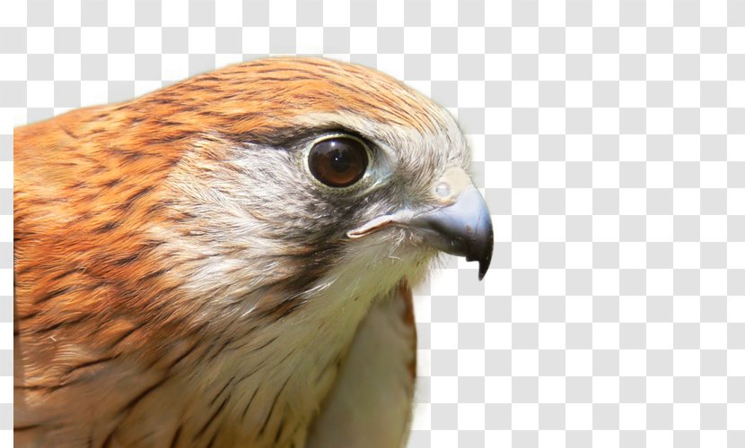Bird Falcon Image American Kestrel - Beak Transparent PNG