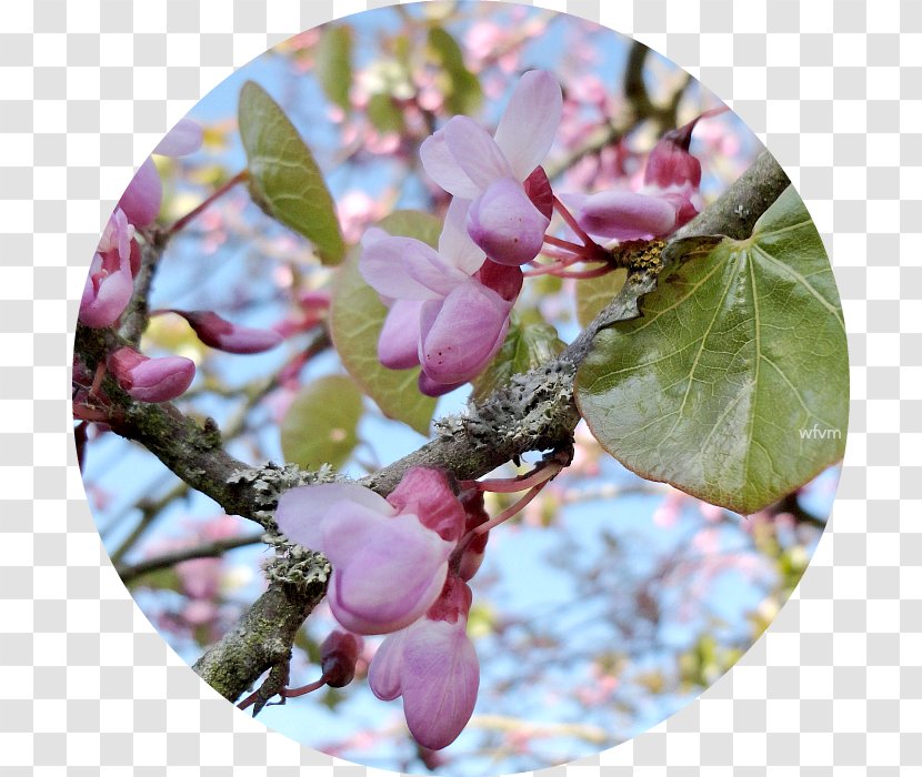 Lilac Petal Branching - Flower Transparent PNG