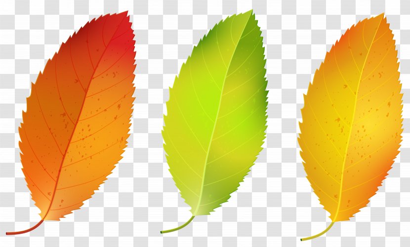 Leaf - Fruit - Three Fall Leaves Set Clipart Image Transparent PNG