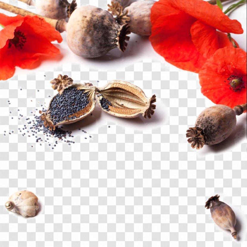 Poppy Flower Stock Photography Grauds - Seed - Beautiful Flowers Transparent PNG
