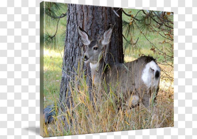 White-tailed Deer Gallery Wrap Canvas Animal Transparent PNG