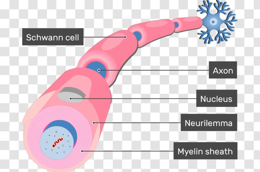 Schwann Cell Myelin Neurilemma Axon Neuron - Nervous System Transparent PNG