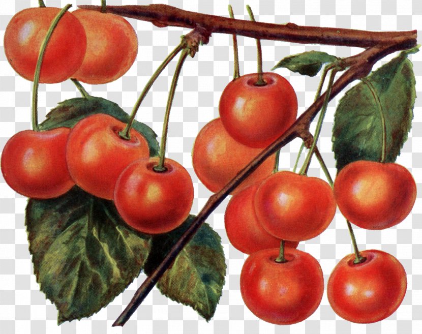 Tomato Cherry Fruit Cerasus Maraschino - Harvest Transparent PNG
