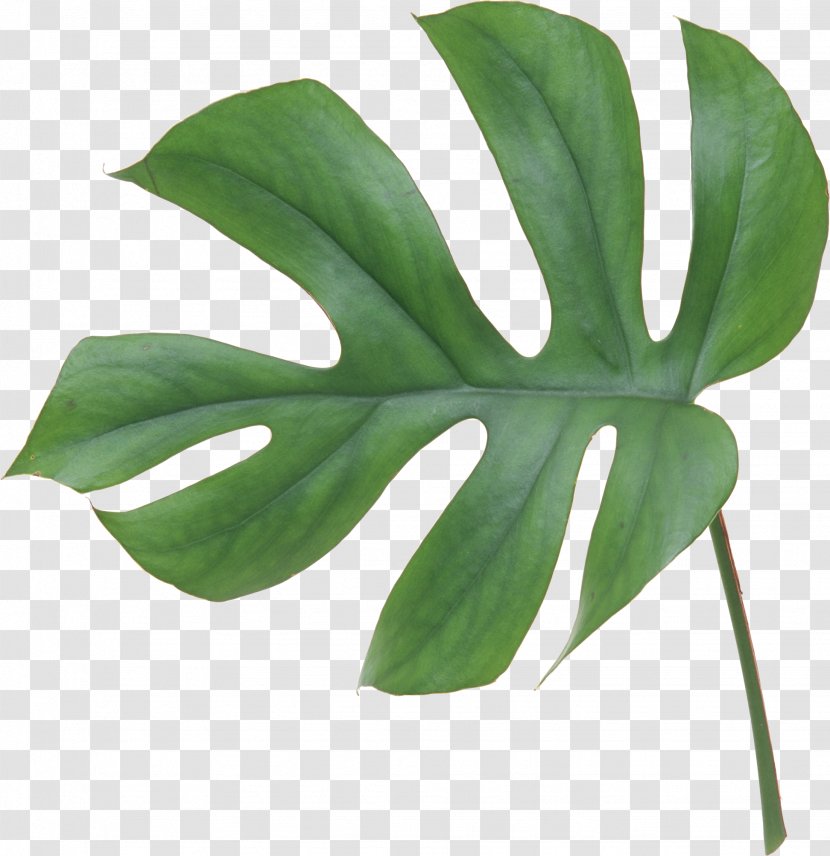 Swiss Cheese Plant Leaf Flower Philodendron Bipinnatifidum - Artificial - Tropical Transparent PNG
