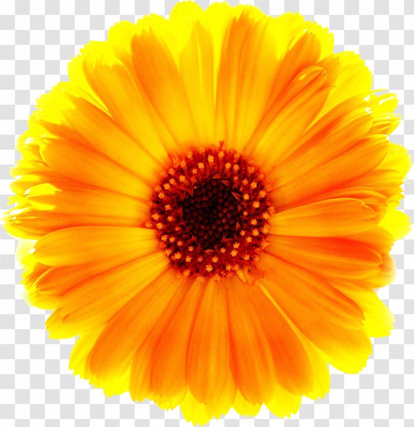 Yellow Common Daisy Flower - Marigold Free Download Transparent PNG
