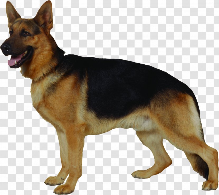 German Shepherd Herding Dog Cat Beauceron - Breed - Rottweiler Transparent PNG