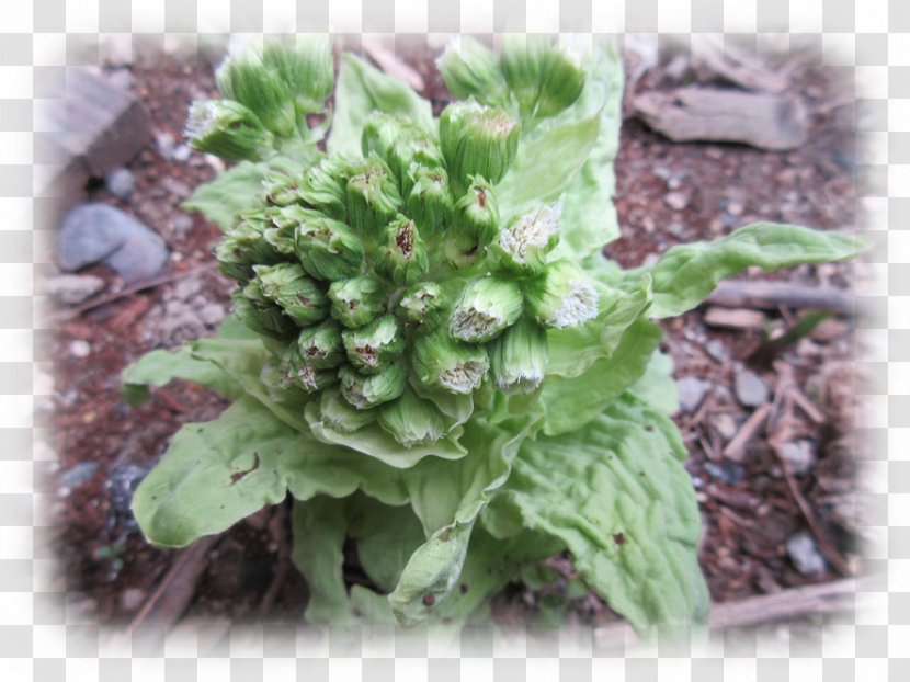 Spring Greens Herbaceous Plant Rapini Subshrub - Bono Transparent PNG