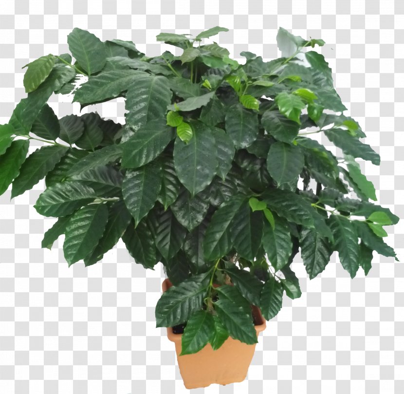 Houseplant Leaf Arabica Coffee Flowerpot - Plant Transparent PNG