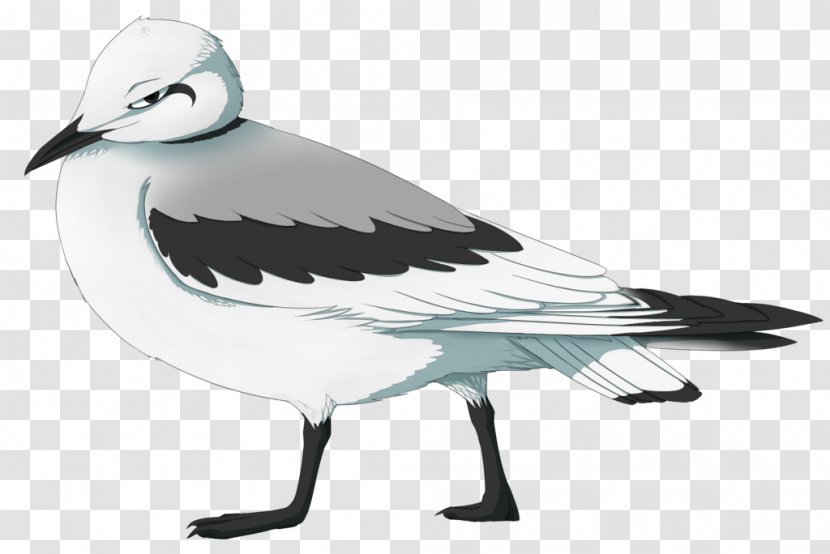 European Herring Gull Gulls Goose Bird Cygnini - American Transparent PNG