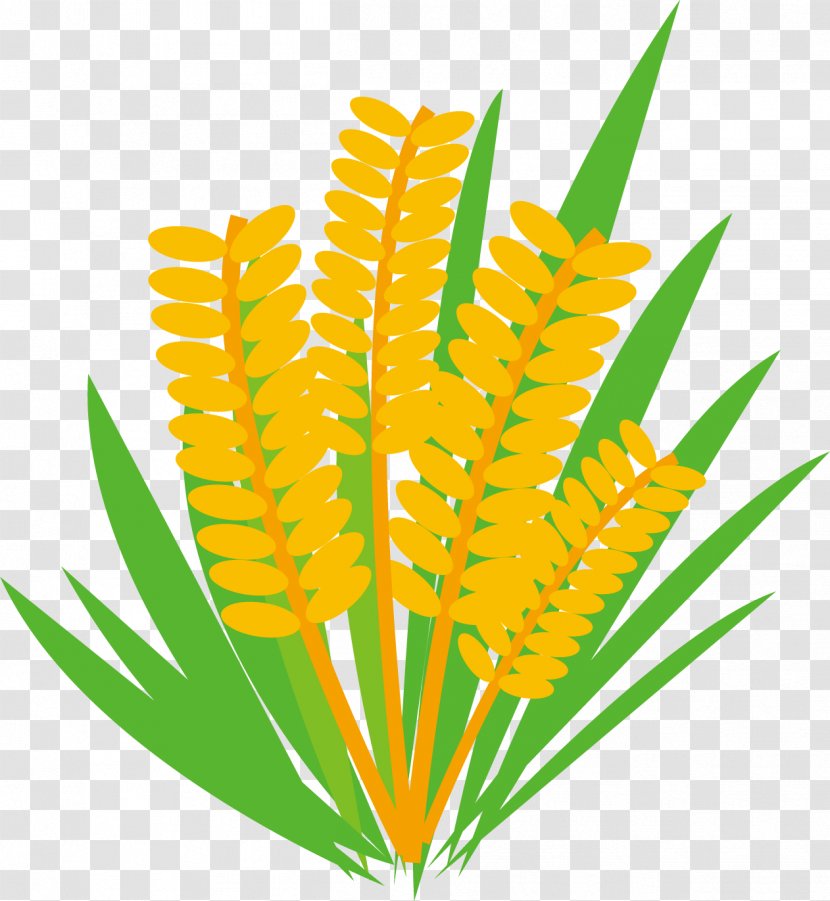 Rice Food Illustration. - Flower - Plant Stem Transparent PNG