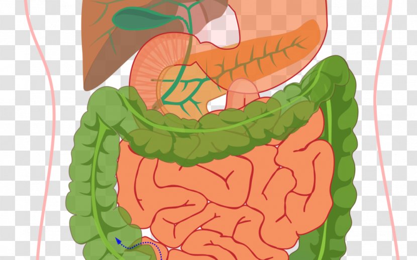 Human Digestive System Diagram Digestion Gastrointestinal Tract Body - Flower - Tree Transparent PNG