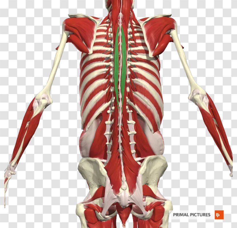 Erector Spinae Muscles Bone Latissimus Dorsi Muscle Transverse Abdominal - Tree Transparent PNG
