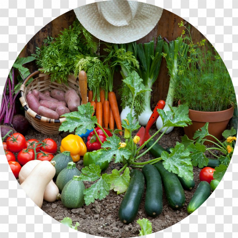 Gardening Harvest Container Garden Kitchen - Vegetables Transparent PNG