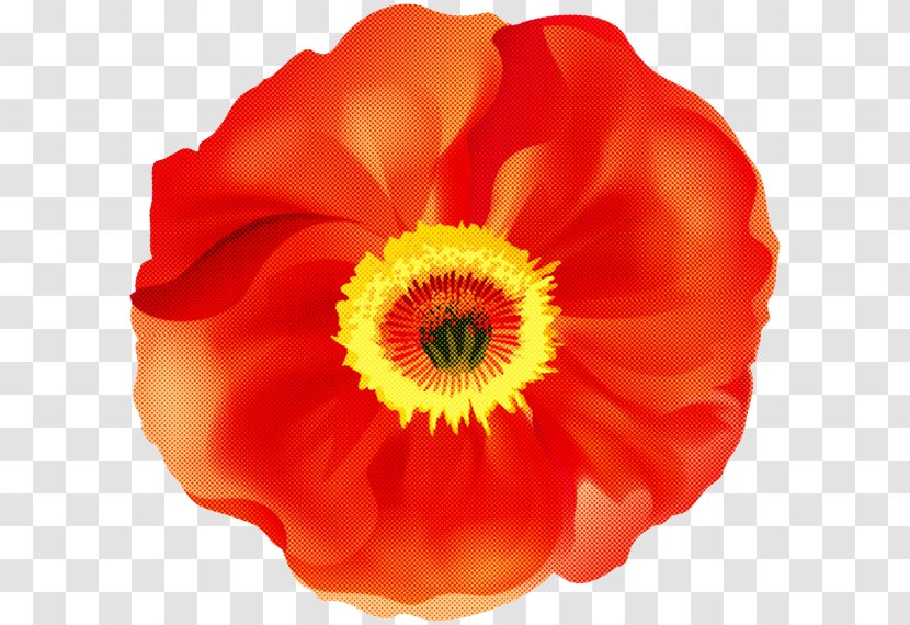 Orange - Yellow - Oriental Poppy Transparent PNG