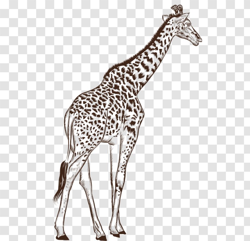 Northern Giraffe Black And White Drawing Cartoon - Terrestrial Animal - Hand-painted Transparent PNG