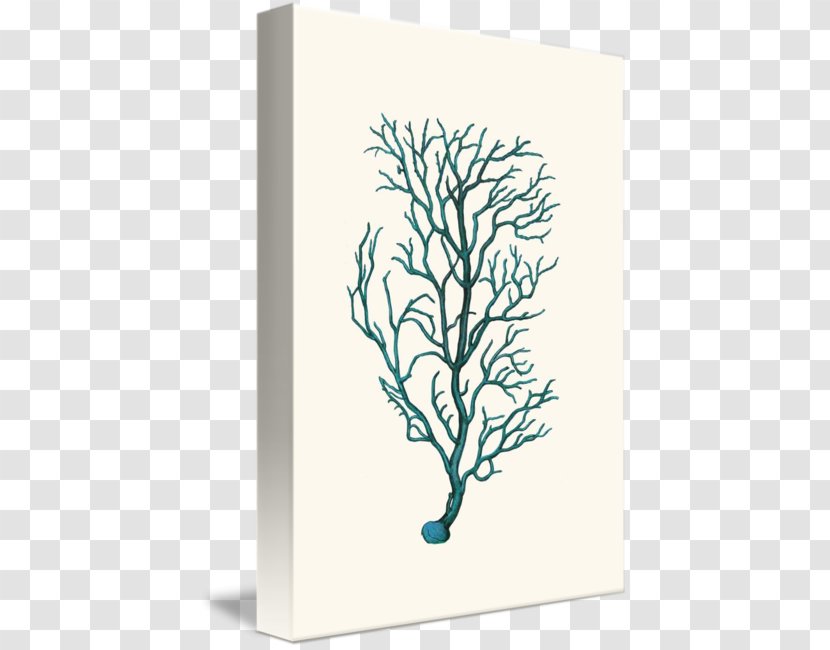 Printmaking Canvas Graphic Arts Vintage Print - Flower - Sea Coral Transparent PNG