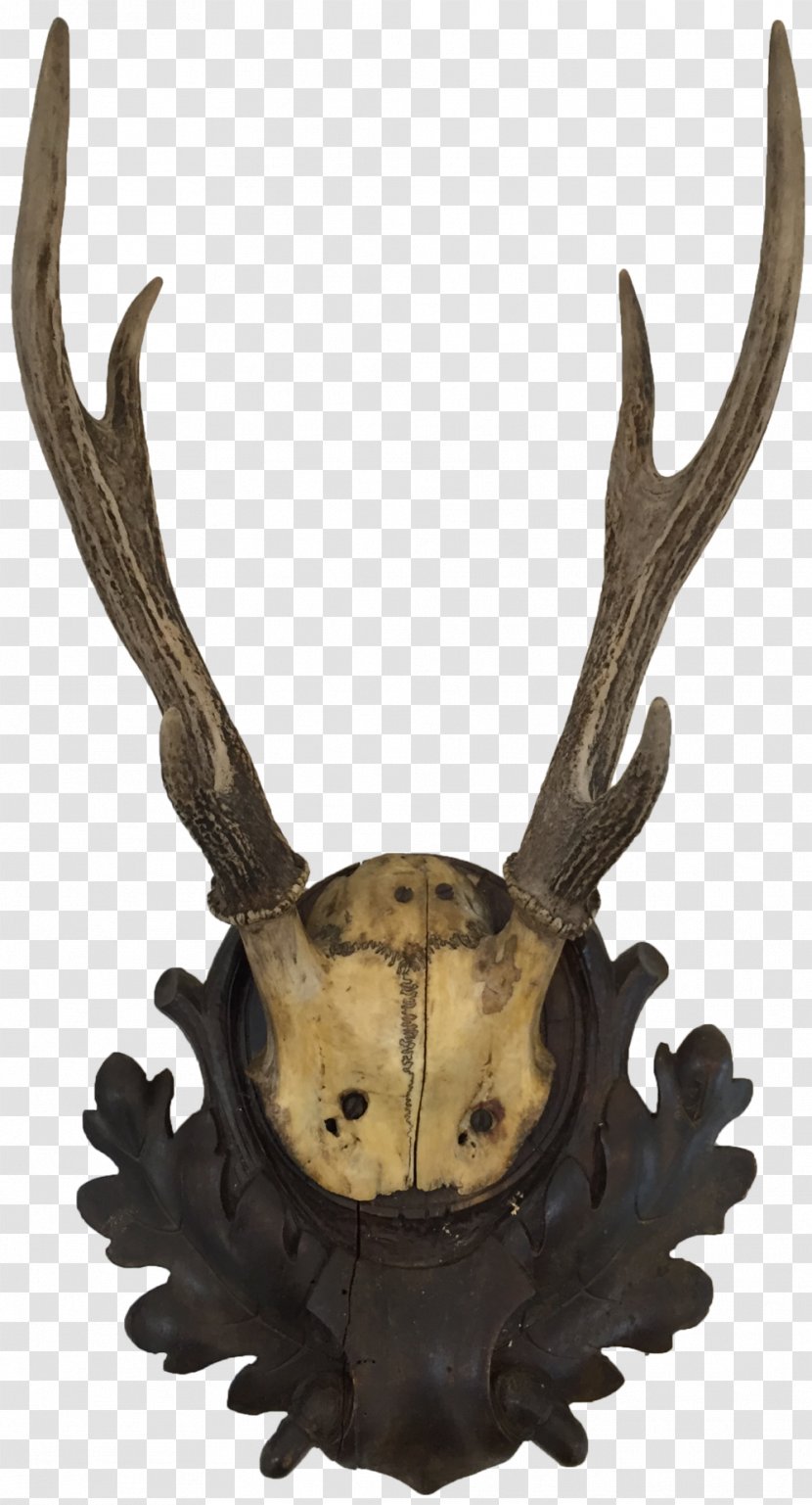 Deer Antler Horn Trophy Hunting Animal Product Transparent PNG