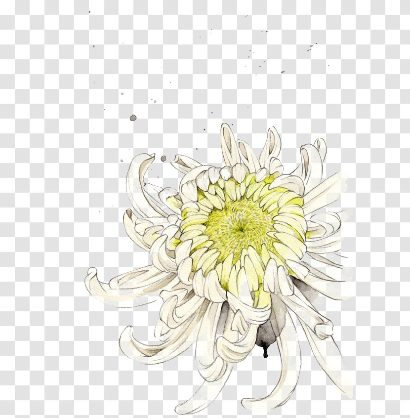 Chrysanthemum Floral Design Flower Illustration - Flowering Plant Transparent PNG