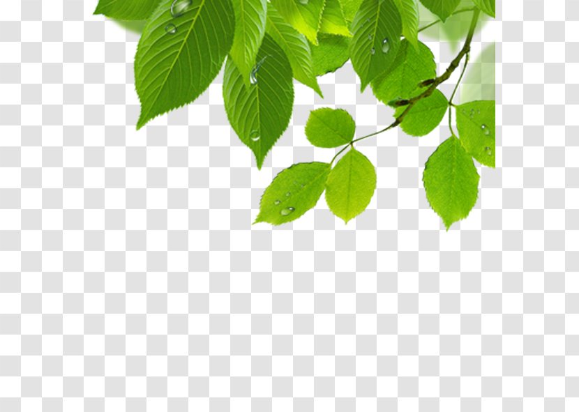 Leaf Wallpaper - Technology - Green Leaves Transparent PNG
